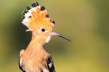 hoopoe with a crest on the head