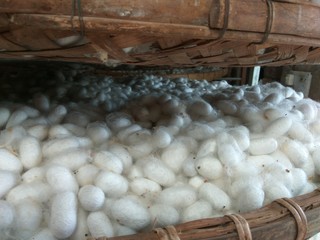 cocoon of silkworm