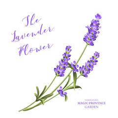 Bunch of lavender flowers on a white background. Vector illustration. © Kotkoa