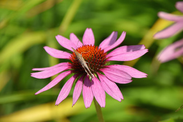 echinacea in the summer sun with butterfly on it, Echinacea purpurea also called coneflower in summer