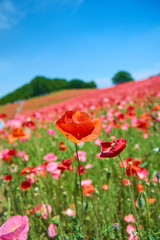 天空のポピー　花畑