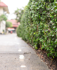 The green tree wall is parallel to the road.