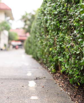 The green tree wall is parallel to the road.