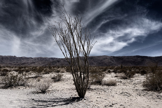 Rosenstrauch im Joshua Tree Nationalpark mit dramatischen Wolken