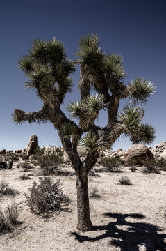 Joshua Tree im Joshua Tree Nationalpark, 