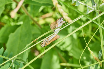 Ancyloxphya numitor mate