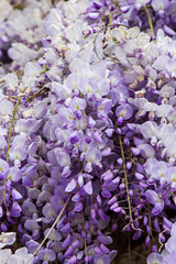 Wisteria flower, details