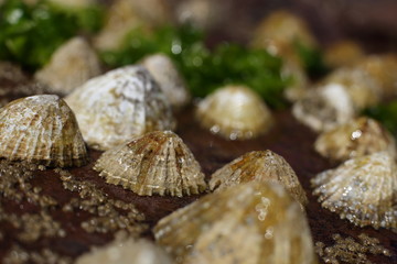 group of limpets on the beach (Patella vulgata) covered with barnacles