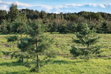 Young pines on a background of green grass, forest and blue sky.