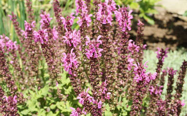 Fototapeta premium Bunch of salvia blossoms. Purple. 