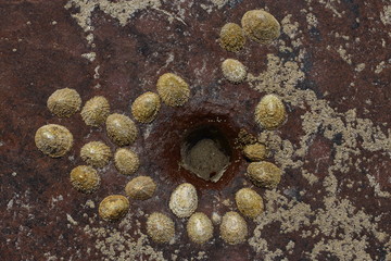 limpets attached to rocks