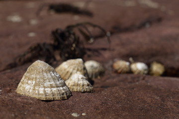 limpets attached to rocks