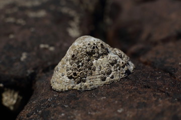 limpet (Patella vulgata) covered with barnacles