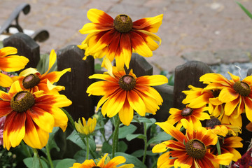 Beautiful yellow flowers in the garden