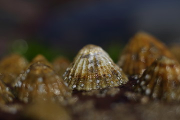 limpets attached to rocks