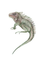 Watercolor painting iguana isolated on white
