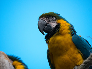 Perroquet © photoloulou91