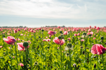 Obraz na płótnie Canvas Seed box with stamens around it from a poppy in a large field
