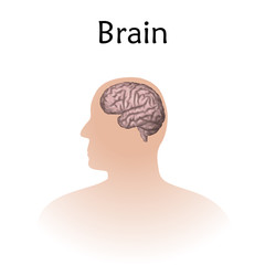 Human brain, male silhouette. Anatomy realistic vector illustration. White background.
