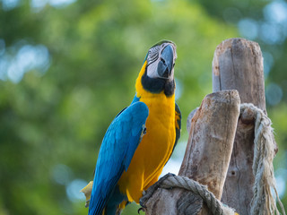 Perroquet © photoloulou91