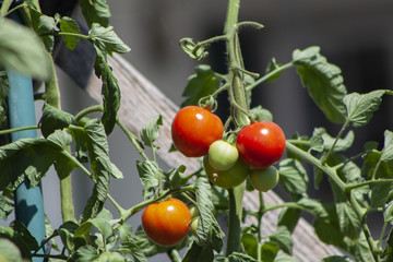 Cherrytomaten aus dem eigenem Garten