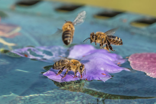 bienen