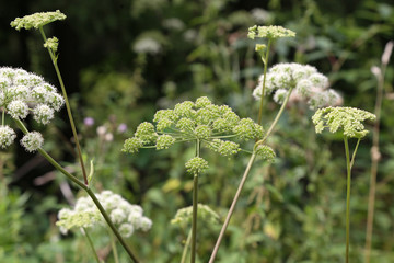 flowers and flower buds of wild carrot