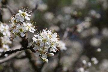Kirschblüte im Frühling vor blauem Himmel