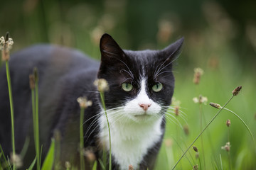 domestic short hair cat