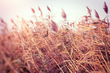 Dry reed, dry cane in meadow -beautiful nature in autumn day