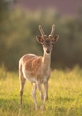 Portrait of Sika deer