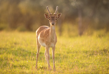 Naklejka na ściany i meble Beautiful young deer at sunset