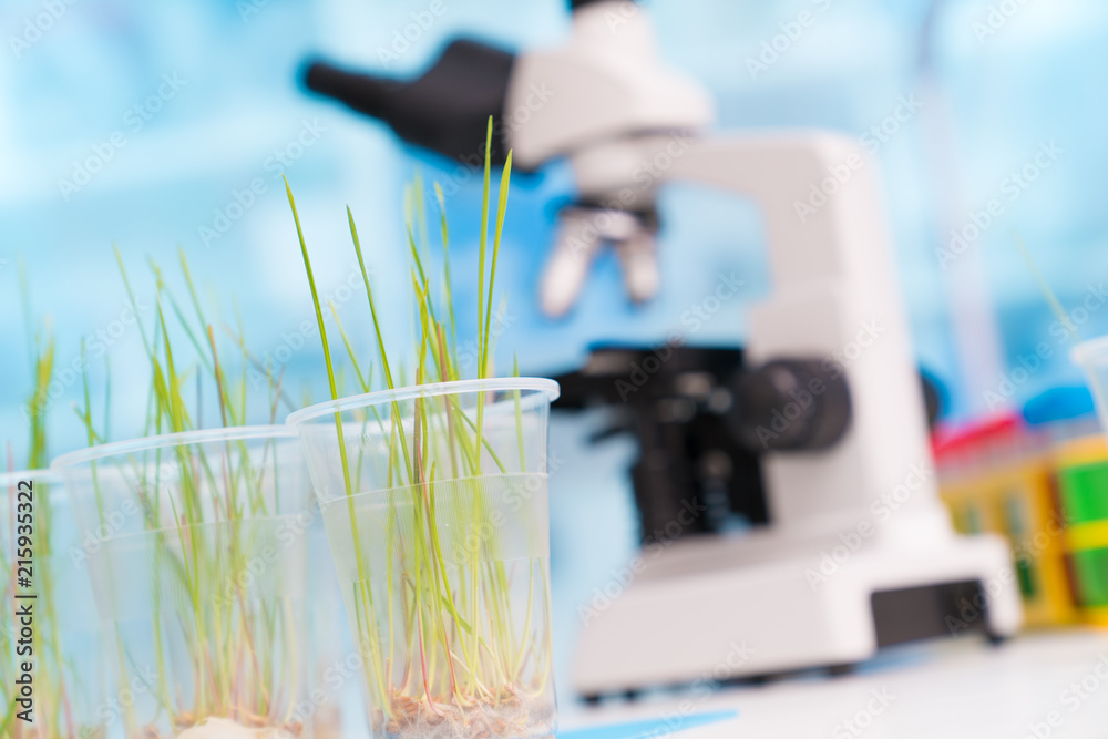 Wall mural Green plants and scientific equipment in biology laboratary