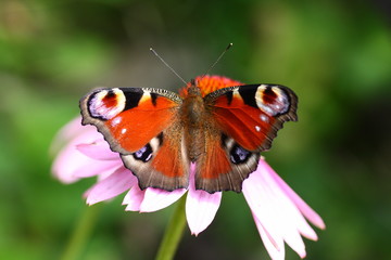 Schmetterling an rosa farbener Blüte