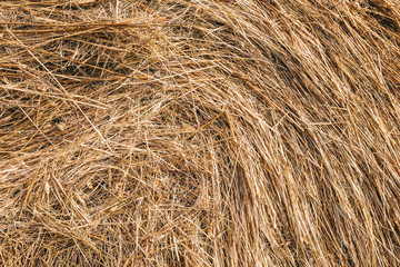 Golden hay background hay