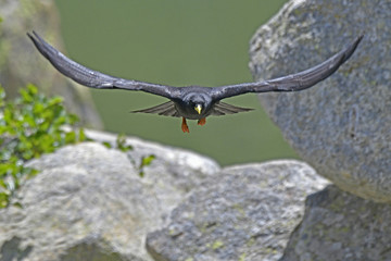 Chocard à bec jaune