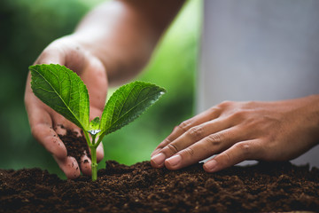 Plant seedlings in nature plant a tree natural background green fresh