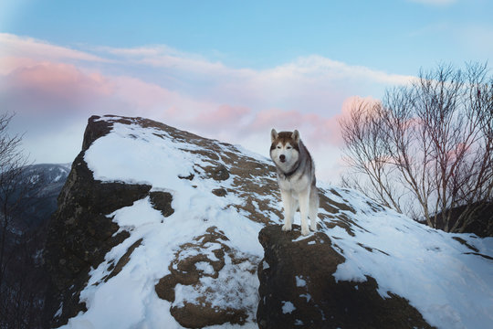 Image of Siberian husky standing at the top of the rock in the background of mountains and forests at sunset in winter.