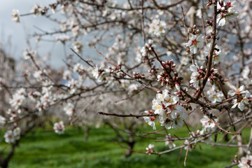 Obraz premium Beautiful white and pink almond flowers in Willunga South Australia on 1st August 2018