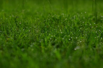 Fototapeta na wymiar green fresh and new natural grass with dew water drops on it
