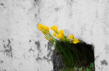 yellow fresh flowers getting out of dark