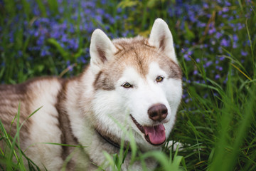 Naklejka na ściany i meble Close-up portrait of gorgeous beige and white dog breed siberian husky lying in the green grass and violet flowers