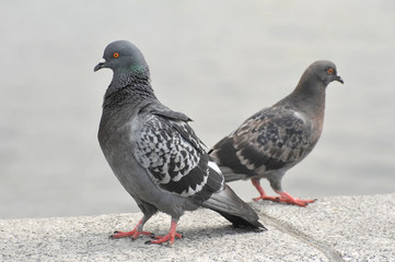 two city pigeons stand