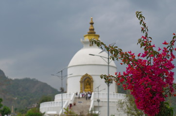 Bright flowers of Nepal against the background of a Buddhist stupa