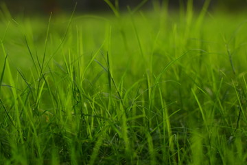 green fresh and new natural grass
