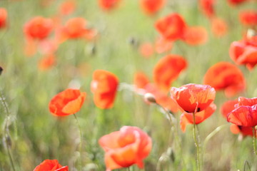 Leuchtender Mohn im grünen Feld