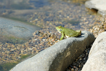 green lake frog basking on a rock