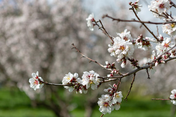 Beautiful white and pink almond flowers in Willunga South Australia on 1st August 2018