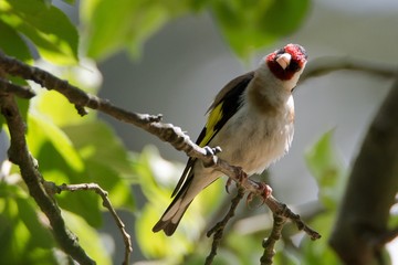Stieglitz im Naturgarten