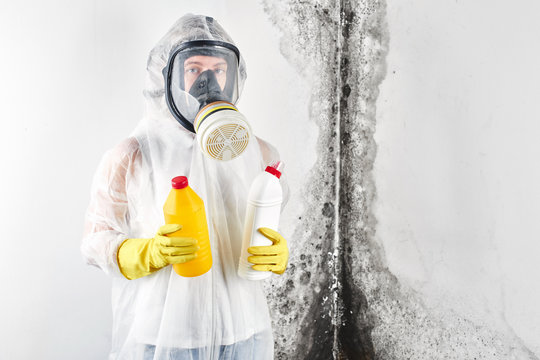 Professional mold cleaner in the house
